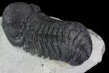 Bargain, Austerops Trilobite - Nice Eye Facets #80663-1